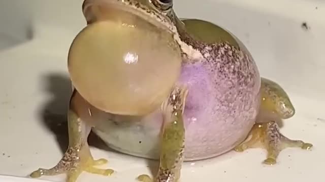 This is a strange looking duck, isn’t it_ 🐸 #shorts #frog #treefrog #wildlife