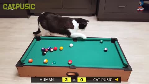 Billiards. Human vs Cat Pusic