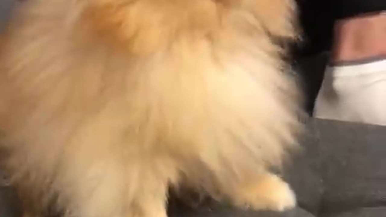 Pomeranian dog has the most hilarious sneeze #cat #cute #kitten #pets #meow #videos #shorts #dog