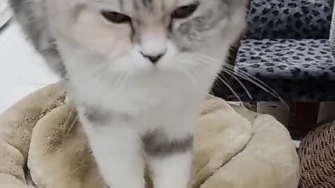 Funny cat