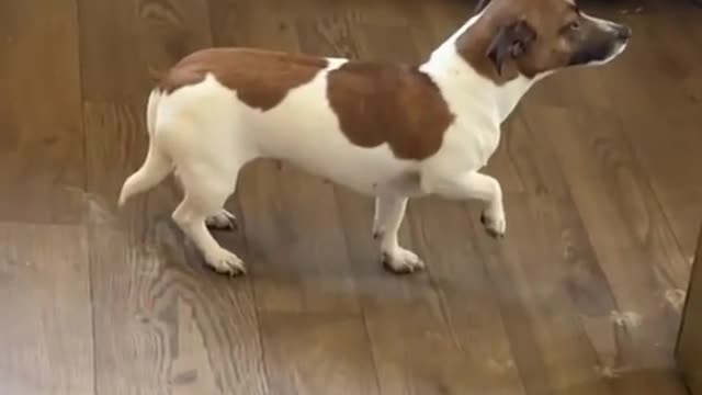 A funny dog thinks that moving means blind