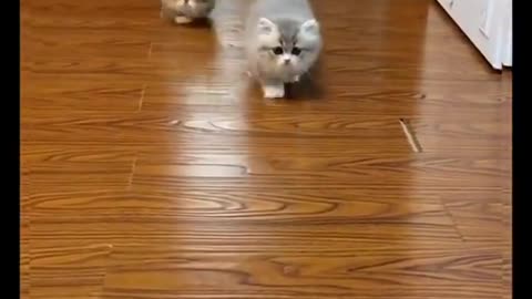 Funny cat Fighting