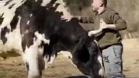 Tez DOG LOVE IS 💚💚💚 I 💚💚💚U