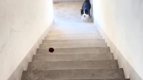 Dog playing ball.