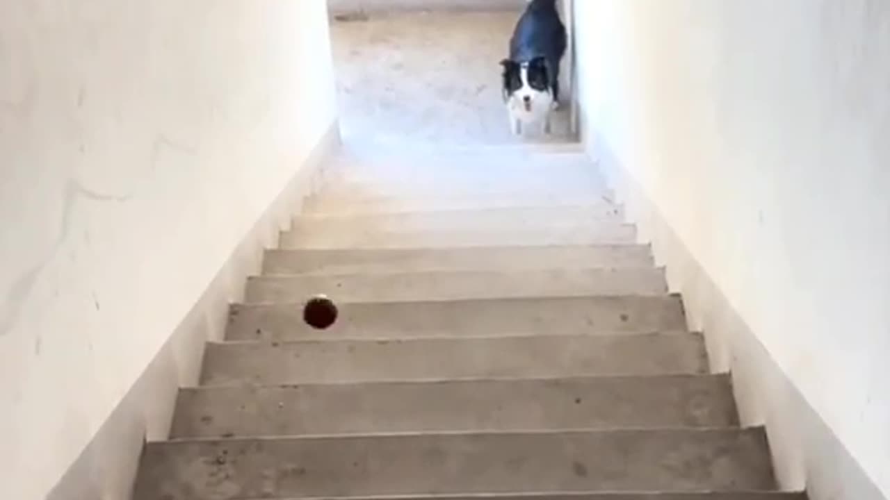 Dog playing ball.