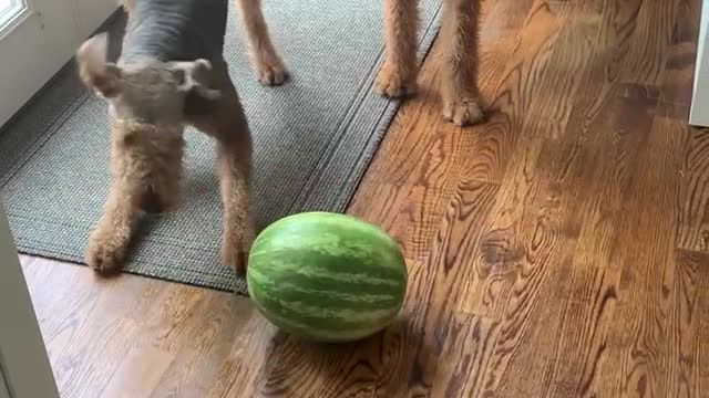 Scary watermelon