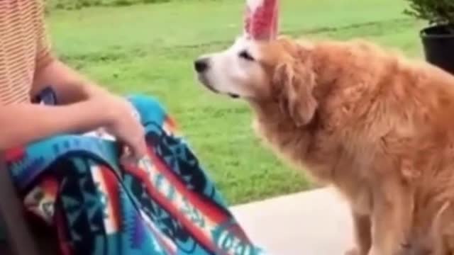 Funniest Animals Video Funny Dogs #funny #funnyvideo #funnyvideos #dog #funnydogs #doglover #animal