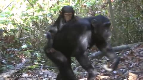 Funny chimpanzee trying to bathe like human