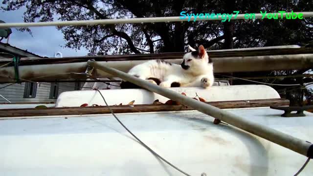 Miss 'GoldDigger' the CAT on the Sailboat, NOV 24, 2017