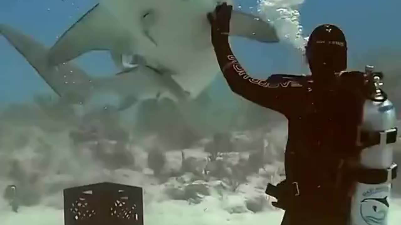 Expert Shark Handler