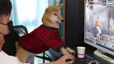 A fun gamer dog #shorts #viral #shortsvideo #video
