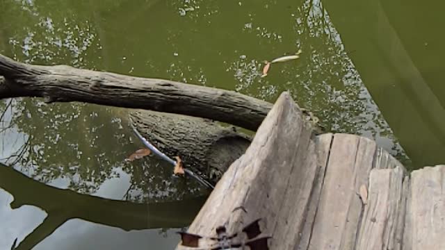 Dragonfly In Motion