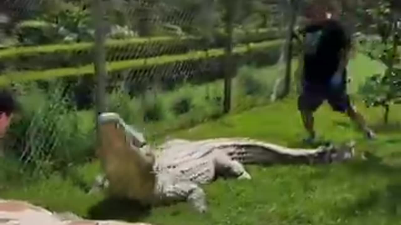 Crocodile