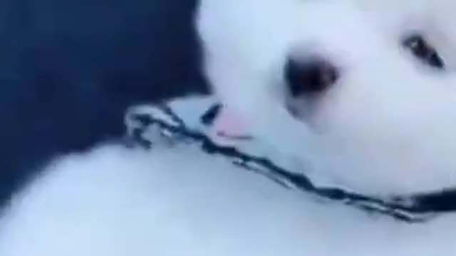 Cute funny dog πΆπ