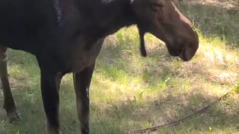 Moose Hydration