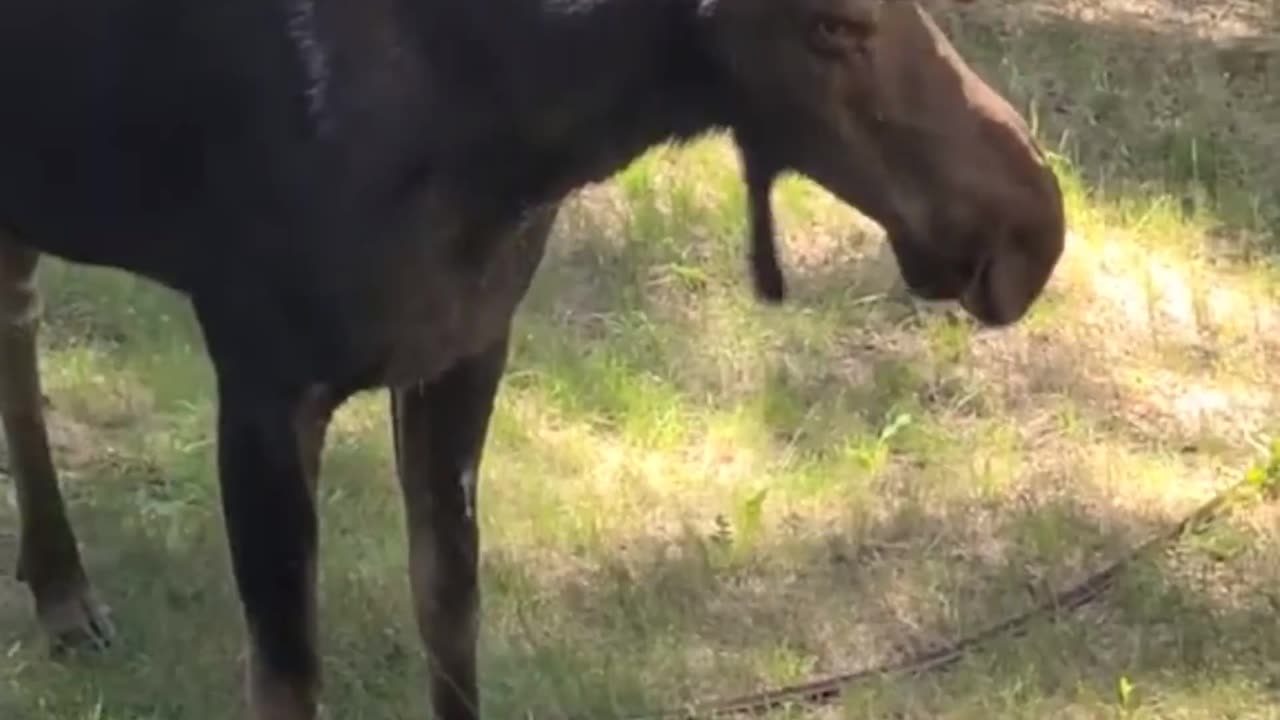 Moose Hydration
