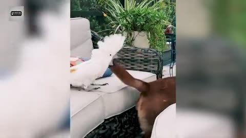The funniest animal Try not to laugh2024