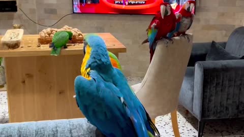 Beauty of parrots | I love them