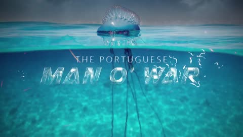 Man O’ War STING TEST!