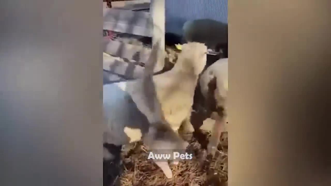 Funniest Animals π Funniest Cats and Dogs πΊπΆ