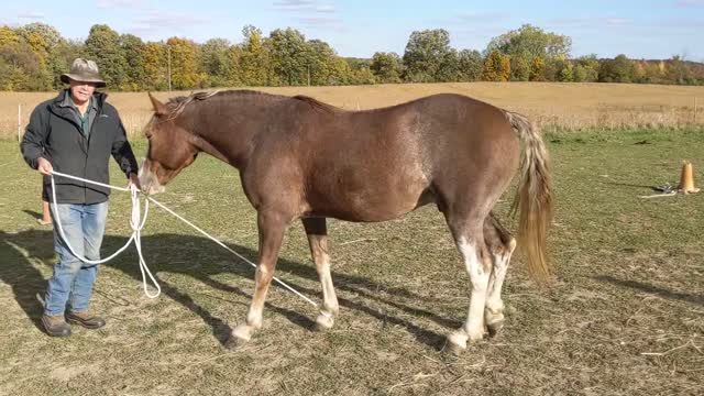 Leading a horse by a foot - by each foot in turn - 8 Oct 2022