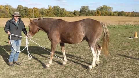 Leading a horse by a foot - by each foot in turn - 8 Oct 2022