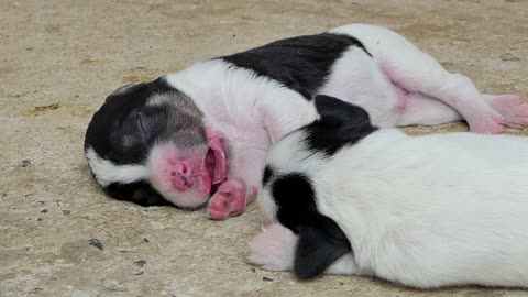 Puppies-dog-sleeping-after-drink-milk-from-breast-mother