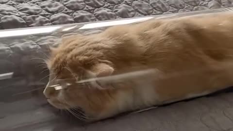Funny Animals Series 1114