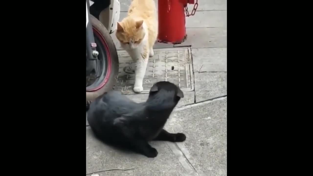 Cat Funny Video I Cant Believe This | Awesome Moments