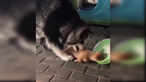 Baby Dogs - Cute and Funny Dog Videos Compilation