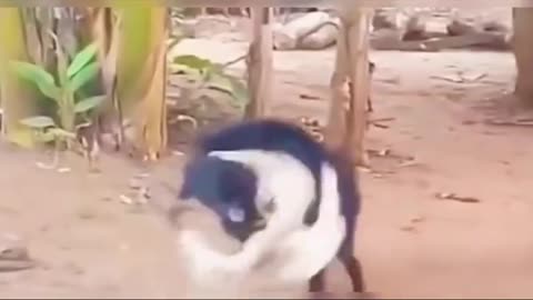 Weee goat and duck going final fight