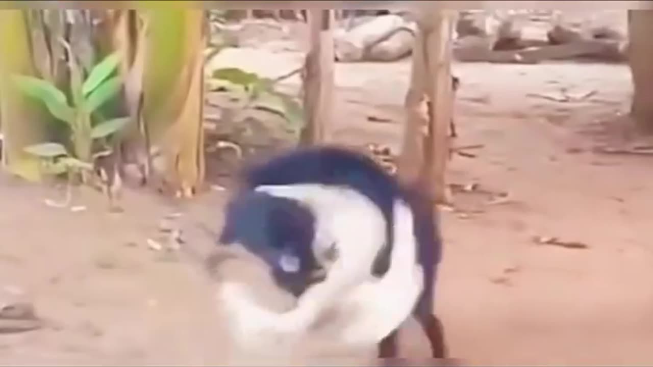 Weee goat and duck going final fight