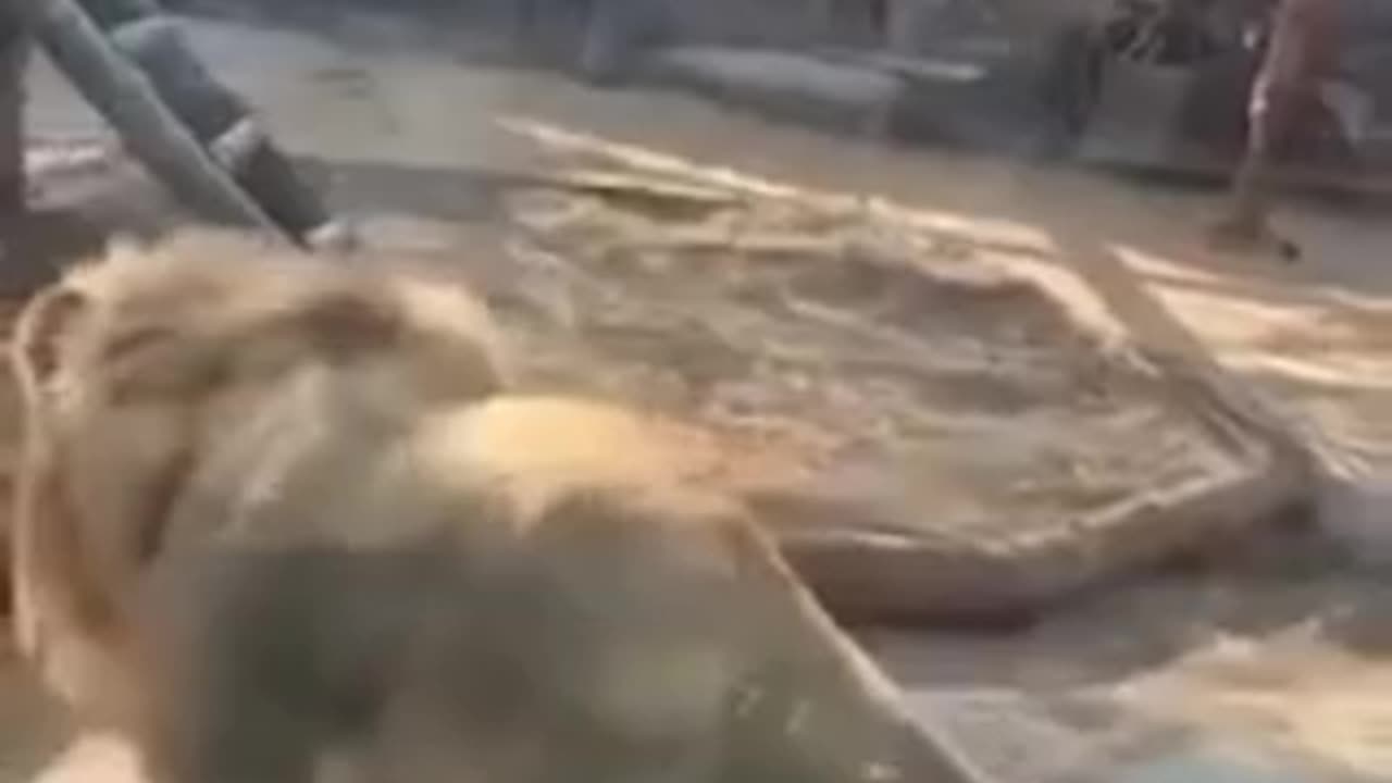 lion tea bags lioness in front of horrified onlookers.