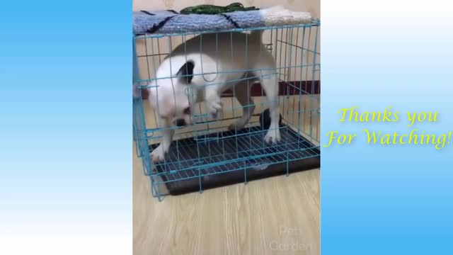 Watch these amazing Cute Cats and Dogs reactions, REALLY FUNNY.
