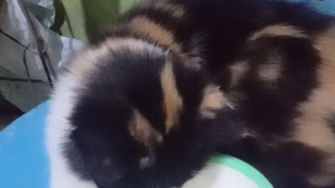 Funny cat