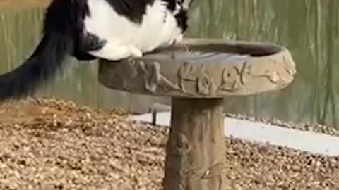 Funniest Animals ever!!!!!!!!!!!!!!