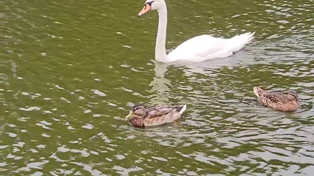 Swans AND DUCKS