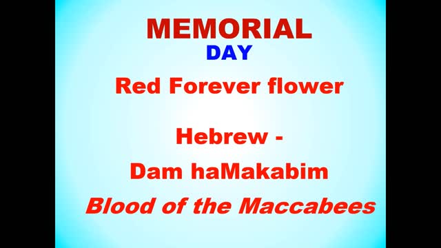 Truth on Tuesdays #2 - Israel Memorial Day & Blood of the Maccabees flower