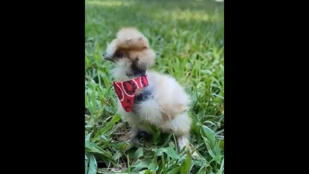 Cute Baby Animals Videos Compilation | Funny and Cute Moment of the Animals #16 - Cutest Animals