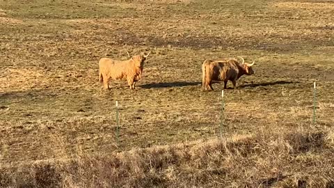 1/13/23 33° Impending snow NW NC High Country Spruce Pine the Mineral City Scottish Highland cattle