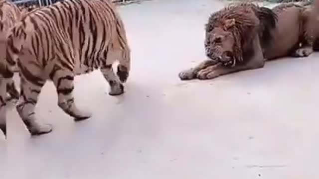 Who is the king|| tiger and lion fight|| animals fight video|| animals video