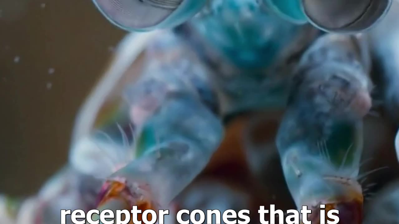 Dive into the vibrant underwater realm: Unveiling the Mantis Shrimp