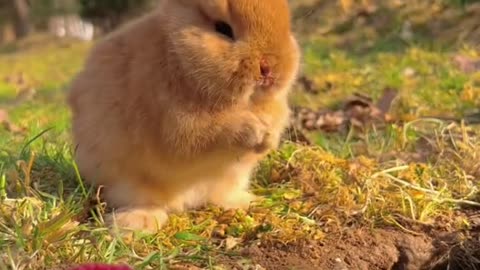 Cute rabbit 🐰