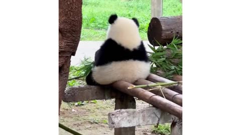 Sad 😭 and Pooped Panda 🐼 #panda#bear#pet