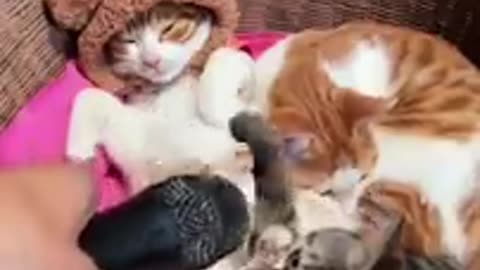 Funny cute 😍 😄 cats 🐈 😻 compilation 😄 😆