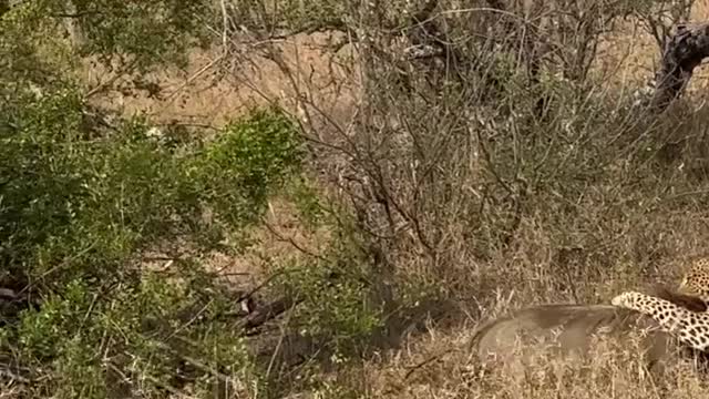 1 Warthog Fights off Leopard and 5 Hyenas