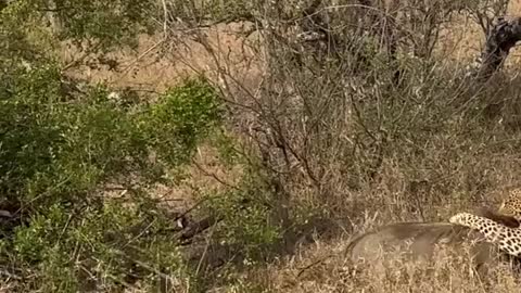 1 Warthog Fights off Leopard and 5 Hyenas