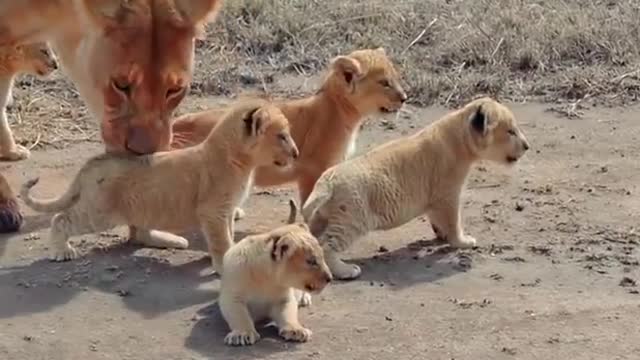 Cute Lion Cubs Taking Fresh Air