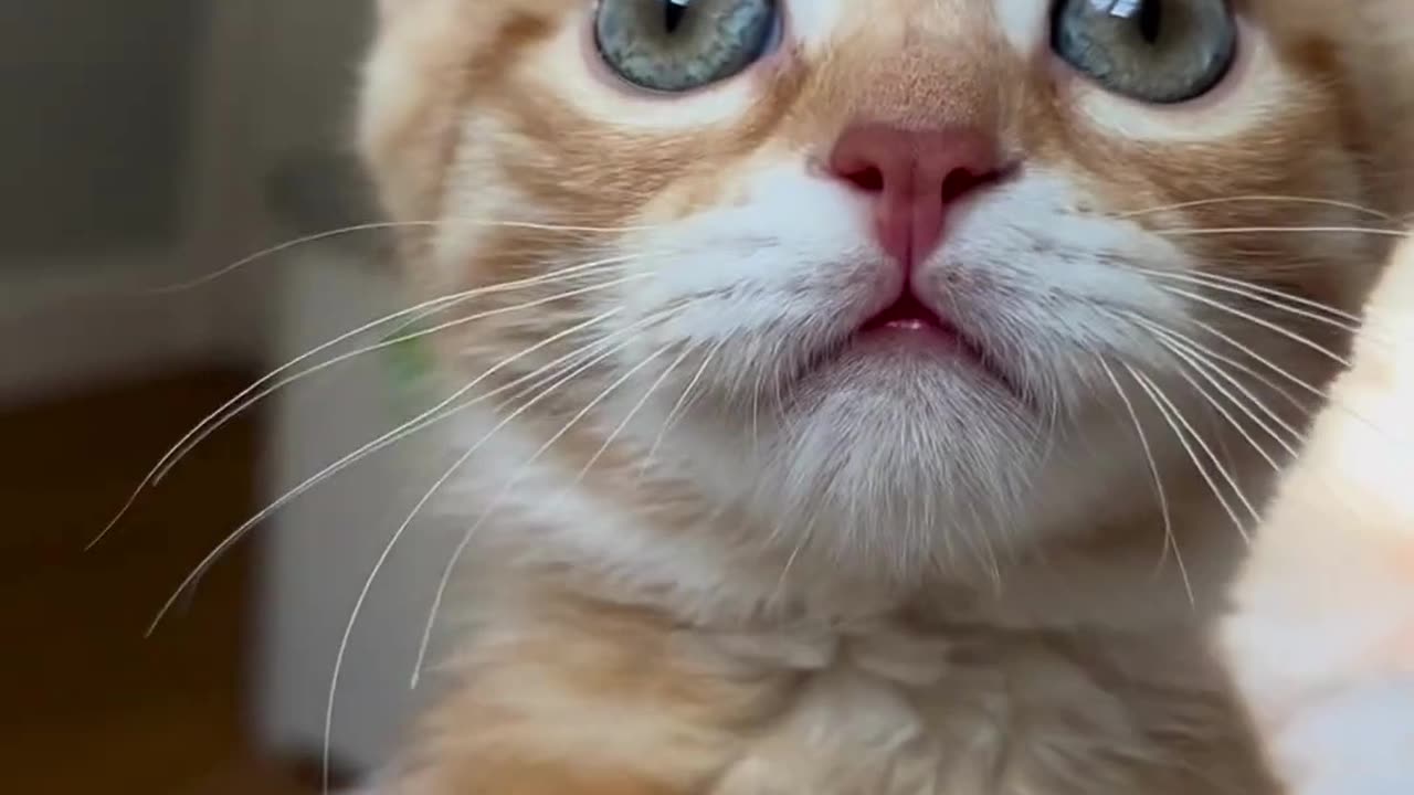 Cute Cats & Funny Cats 😍😍😅😅 #cats #reels #shorts #viral #pets #mmvcats