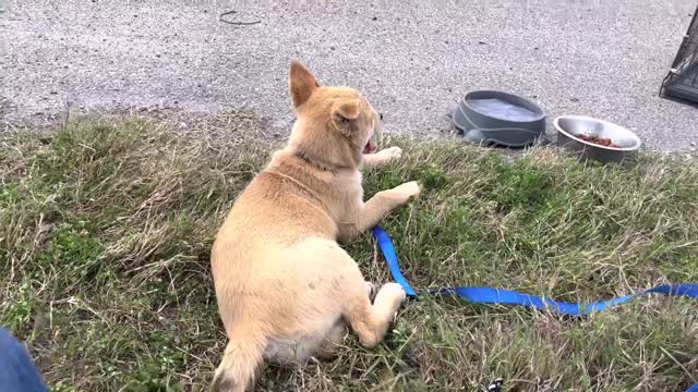 30 Seconds of Puppy by the road side